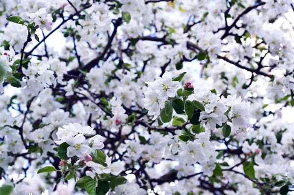 Цветы Яблони Весной Красивый Природный Фон Открытом Воздухе Летом Весной — стоковое фото