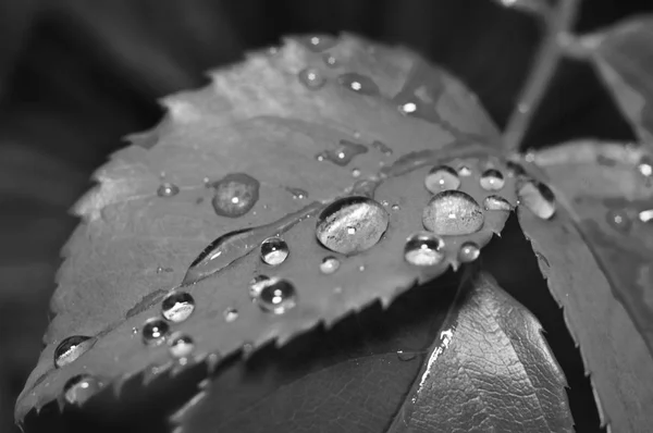 Druppels dauw in bladeren. Zwarte en witte natuur achtergrond met m — Stockfoto