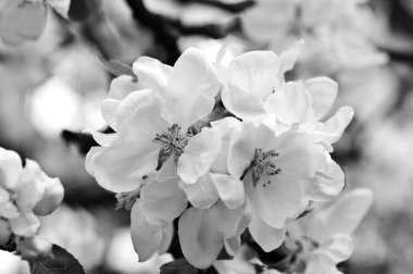 Çiçekler ilkbaharda bir elma ağacının. 