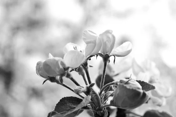 Blommor av ett äppelträd i vår. — Stockfoto