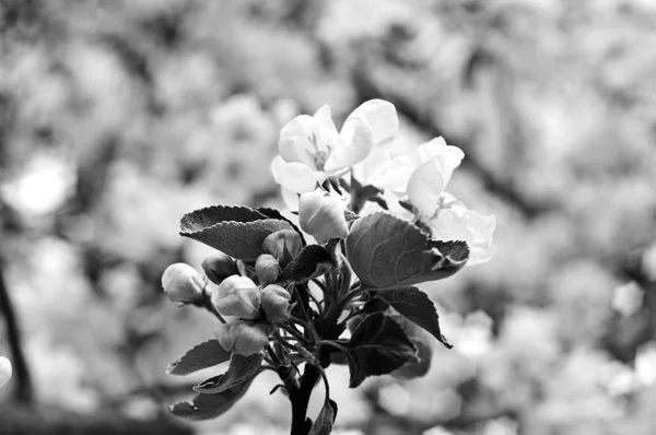 Flores de uma macieira na primavera . — Fotografia de Stock