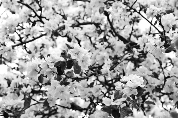 Kwiaty jabłoń na wiosnę. — Zdjęcie stockowe