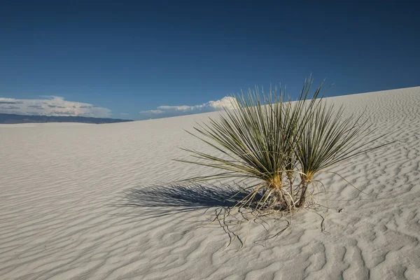 White Sands, New mexico