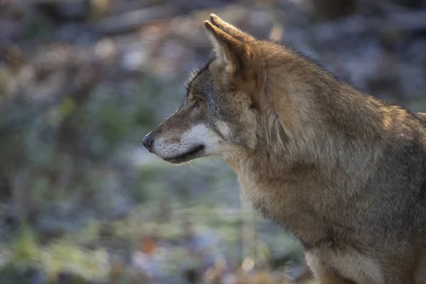 Eurasian Wolf, Canis lupus lupus