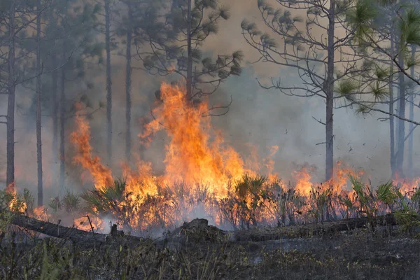 California Ablaze: Massive Wildfires Threaten Lives, Air Quality, and Thousands of Acres