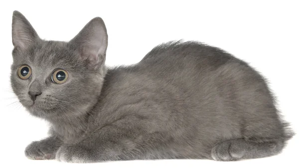 Small Gray Shorthair Kitten Lie Isolated White Background — Stock Photo, Image