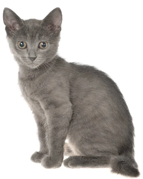 Pequeño Gatito Taquigrafía Gris Sentado Aislado Sobre Fondo Blanco — Foto de Stock