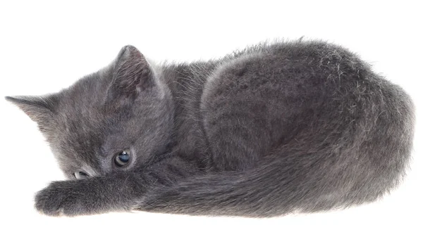 Korkmuş Gri Kedi Üzerinde Izole Beyaz Arka Plan Yattı — Stok fotoğraf
