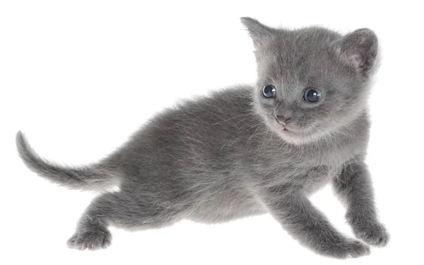 Kleine Kätzchen Spielen Isoliert Auf Weißem Hintergrund — Stockfoto