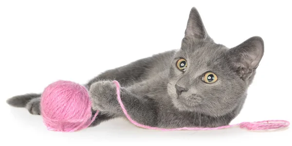 귀여운 쇼트헤어 고양이 배경에 고립의 — 스톡 사진