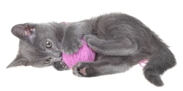 可爱的灰色短毛猫咪躺在床上 玩白色背景下的毛球 — 图库照片