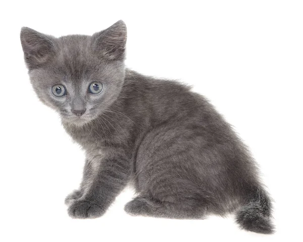 白い背景に隔離された小さな灰色の背甲子猫 — ストック写真