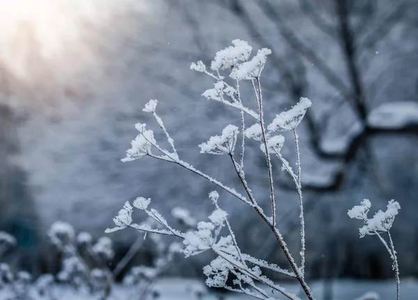 Dry Plant Covered Snow Frosty Winter Day Outdoor — Stock Photo, Image