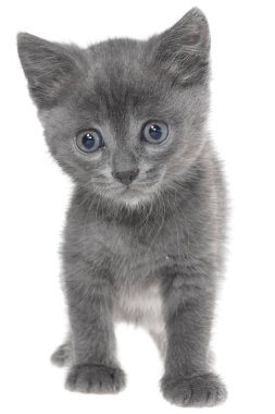 Beyaz arka planda izole edilmiş küçük kedi yavrusu oynuyor