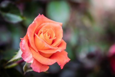 Gül çiçeği, yeşil bulanık arkaplanı kaplar..