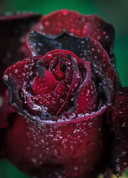 Vörös Rózsa Virág Cseppekben Eső Után Közelről — Stock Fotó