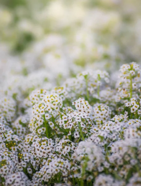 Koberec Malých Bílých Voňavých Květin Alyssum — Stock fotografie