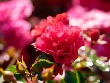 Gül çiçeği, yeşil bulanık arkaplanı kaplar..