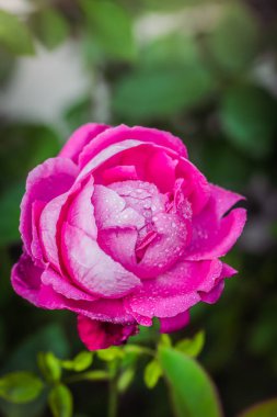 Gül çiçeği, yeşil bulanık arkaplanı kaplar..