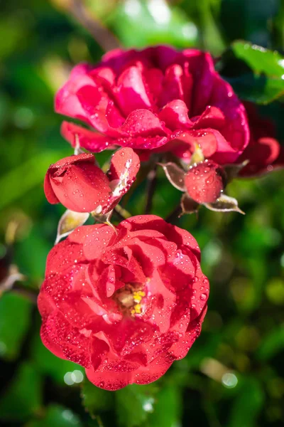 Rose Kwiat Zbliżyć Zielonym Niewyraźnym Tle — Zdjęcie stockowe