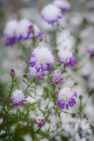 Fleur Asters Alpins Sous Neige Dans Jardin Fin Automne Gros — Photo