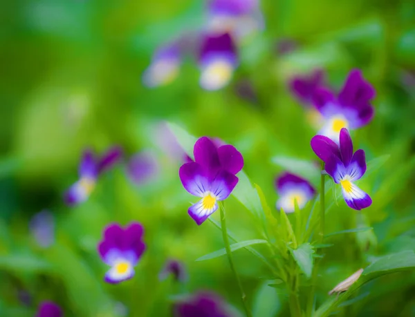 Bright Flowers Violets Garden Backdrop Greenery — Stock Photo, Image