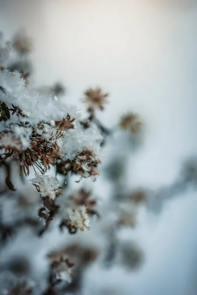 Dry Plant Covered Snow Frosty Winter Day Outdoor — Stock Photo, Image