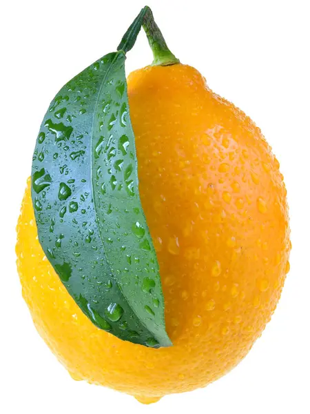 Full Lemon Close Leaf White Background — Stock Photo, Image