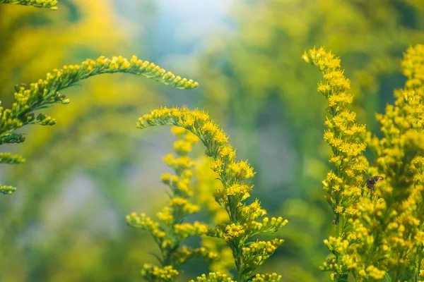 Çiçekli Altın Başak Arı Tıbbi Süs Bal Bitki — Stok fotoğraf