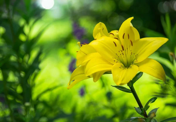 Bela Flor Lírio Amarelo Jardim Dia Verão — Fotografia de Stock