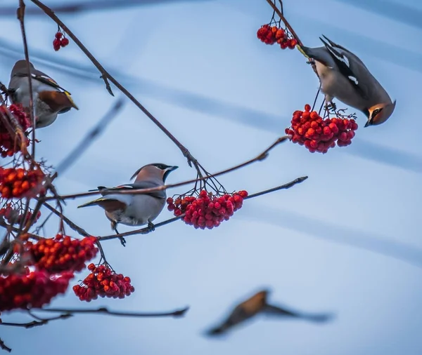 Bird waxwing in early spring in the natural habitat.