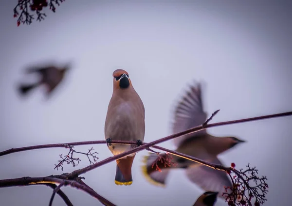 Cera Pássaro Início Primavera Habitat Natural — Fotografia de Stock
