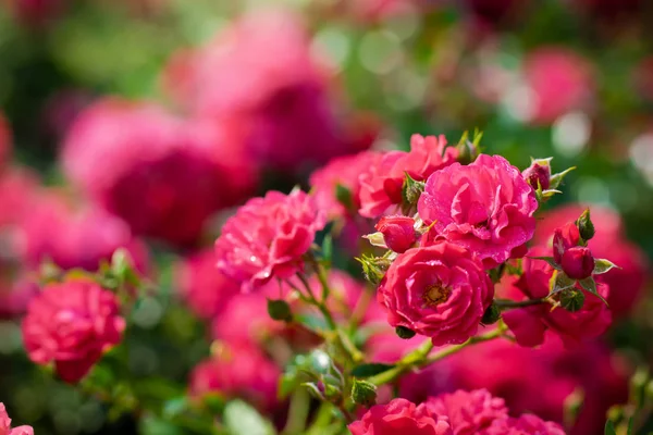 Gül çiçeği, yeşil bulanık arkaplanı kaplar..