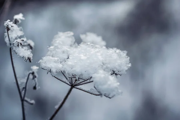 Dry Plant Covered Snow Frosty Winter Day Outdoor — Stock Photo, Image