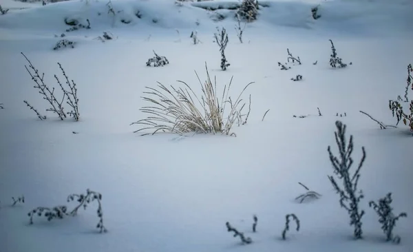 Droge Plant Bedekt Met Sneeuw Een Ijzige Winterdag Outdoor — Stockfoto