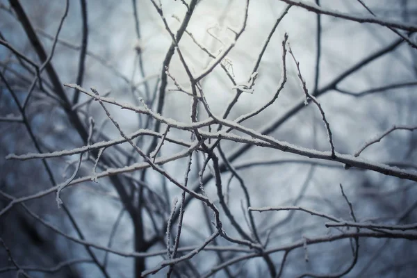 Bir Soğuk Kış Gününde Ağaçlarının Dalları Karla Kaplı — Stok fotoğraf
