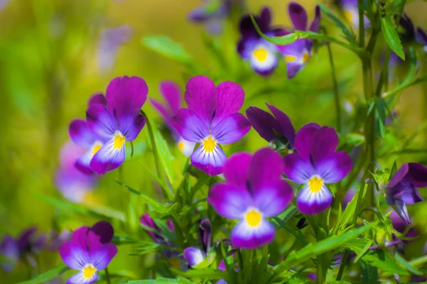 Flores Brilhantes Violetas Jardim Contra Pano Fundo Vegetação — Fotografia de Stock