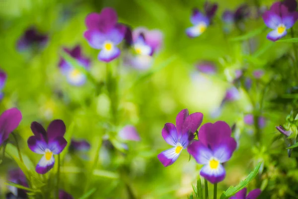 Fényes Ibolyaszín Virágok Kertben Növényzet Hátterében — Stock Fotó