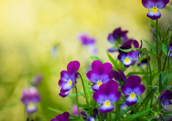 Flores Brilhantes Violetas Jardim Contra Pano Fundo Vegetação — Fotografia de Stock