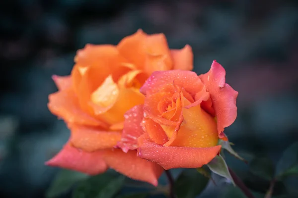 Oranžové Růže Květ Kapkách Dešti Zelené Rozostřeného Pozadí — Stock fotografie