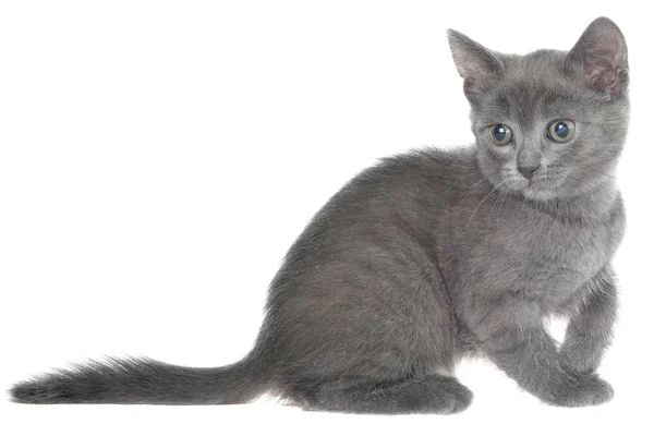 Pequeño Gatito Jugando Aislado Sobre Fondo Blanco —  Fotos de Stock