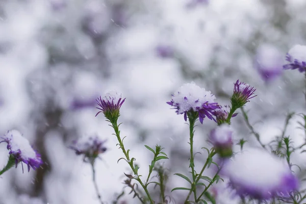 晩秋の庭の雪の下の高山植物の花が近づく — ストック写真