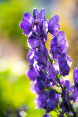 Aconitum, monkshood, Wolf olarak da bilinir..