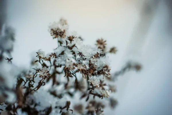 Planta Seca Coberta Neve Dia Inverno Gelado Livre — Fotografia de Stock