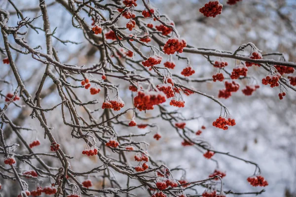 Ramos Cobertos Neve Cinza Vermelha Montanha Dia Frio Inverno — Fotografia de Stock