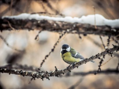 Kuş baştankara kışın bir ağaç dalı üzerinde oturuyor.