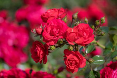 Pembe gül çiçek yakın görüntü arka plan çiçek kadar.