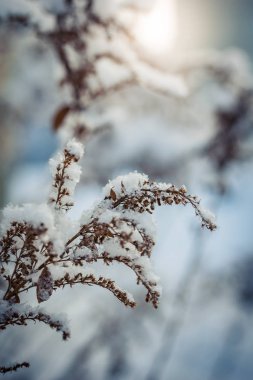 Kuru bitki açık bir soğuk kış günü kar ile kaplı.