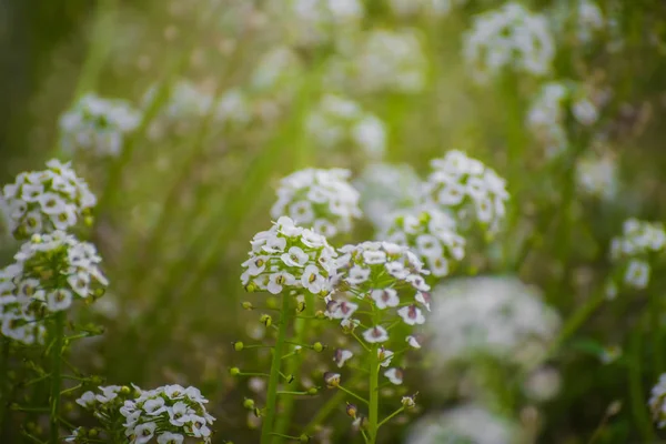 Χαλί Από Μικρά Λευκά Αρωματικά Άνθη Alyssum — Φωτογραφία Αρχείου