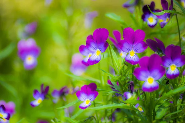 Luminosi Fiori Violetta Giardino Sullo Sfondo Del Verde — Foto Stock